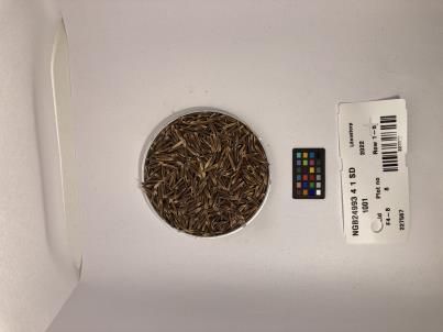 SEED